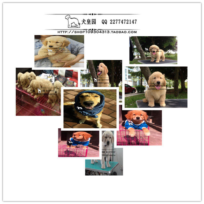 成都犬皇园 出售几窝纯种贵宾