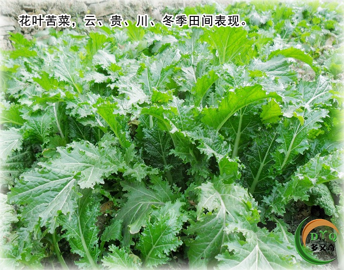 花叶苦菜种子/云南苦菜种子 四季保健蔬菜种子 盆栽 阳台种菜 5g