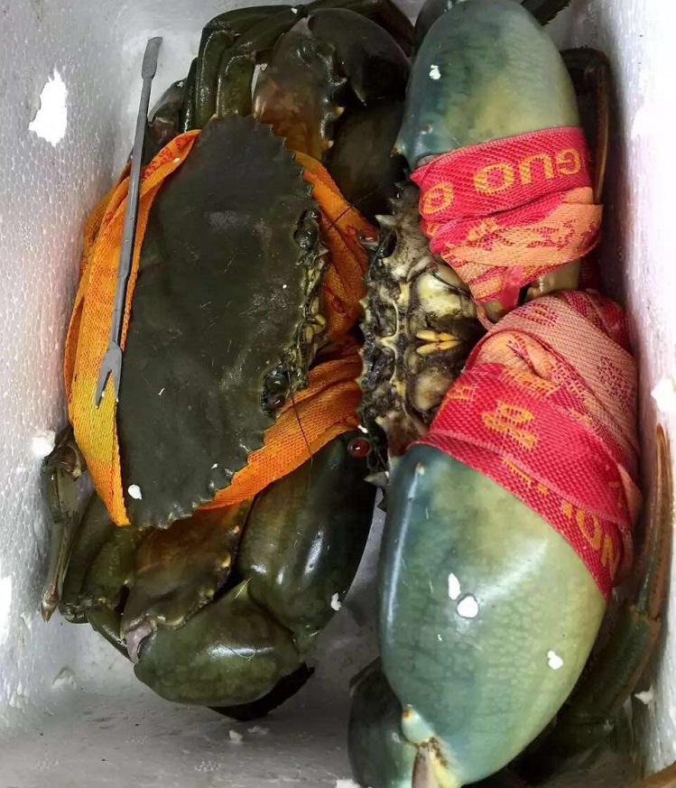 正宗三门青蟹一只一斤大公蟹螃蟹肉蟹海鲜鲜活水产海蟹139元一只