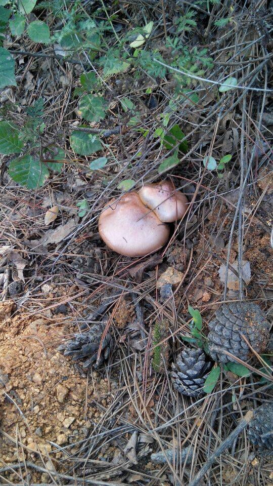 东北特产野生松蘑菇 红蘑菇菌松树伞红肉蘑菇干货松茸半斤包邮