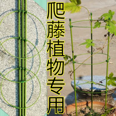 攀援草莓架 藤本月季爬藤架 百合架 園藝用品 爬藤植物專用架