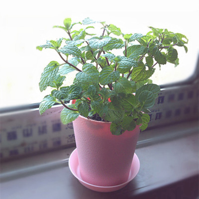 香草 盆栽 苏格兰 薄荷苗 调酒食用 净化空气 可大量批发