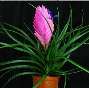 铁兰花 盆栽 室内花卉植物/--铁兰 紫凤梨 四季常