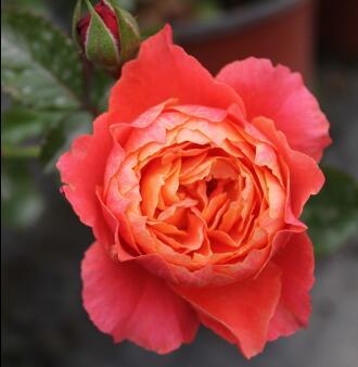 【蜜蜜小花园】阳台系列 土星王阳台 月季秋季预告