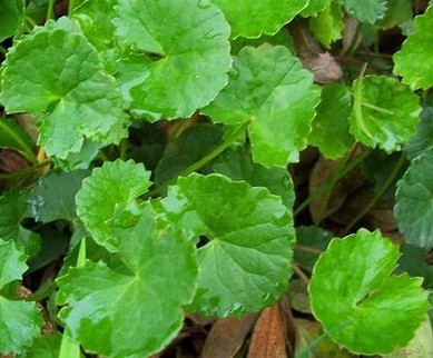 野生中藥材中草藥新鮮崩大碗 缺碗草 馬蹄草雷公根 燈盞菜積雪草