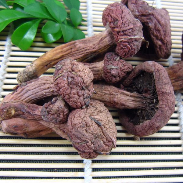 【阿兴承德特产-野生肉蘑250克】红蘑松树伞肉蘑菇野生食用菌包邮