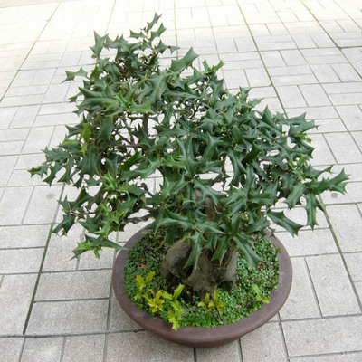 吉祥树枸骨树苗元宝刺老虎刺八角刺树苗辟邪枸骨猫儿刺鸟不宿_价格