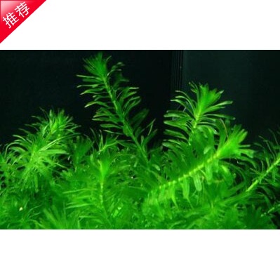 蕴草蜈蚣草鱼缸水草中国斗鱼叉尾斗鱼养殖繁殖必备浮性水草直销-淘宝