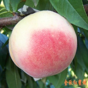 水蜜桃树苗批发南北方种植 甜桃王树苗 新川中岛桃树苗 当年结果