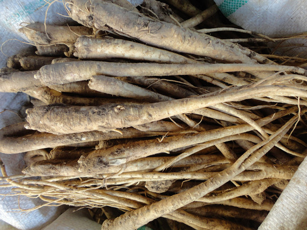 新鲜桔梗 东北产饭店用桔梗500g 野生山参 带皮整根