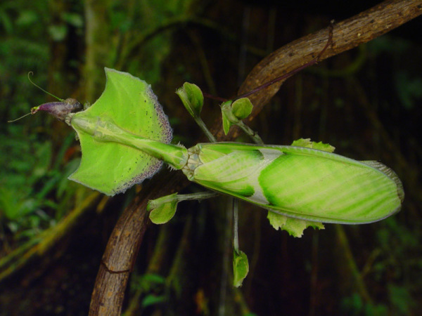 特价非洲大魔花螳螂螳螂活体魔花螳螂买特价 1l