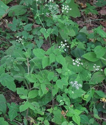 中藥材 異葉茴芹 別名苦爹菜 百路通 茴芹 八月白 羊膳七500克