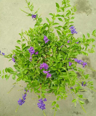 香水连翘花盆栽蕾丝金露花巧克力花花有香水味庭院花木四季开花