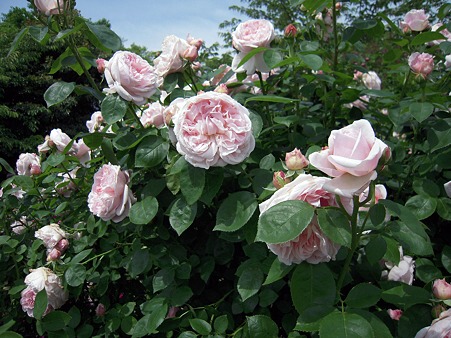 老农民花园月季 圣斯威辛 浅粉色 强香 庭院攀援花卉盆栽苗v9方盆