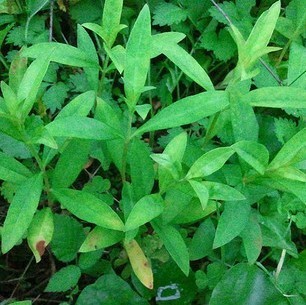 野生新鮮珍珠菜根星宿菜根紅頭繩紅根兒紅筋草