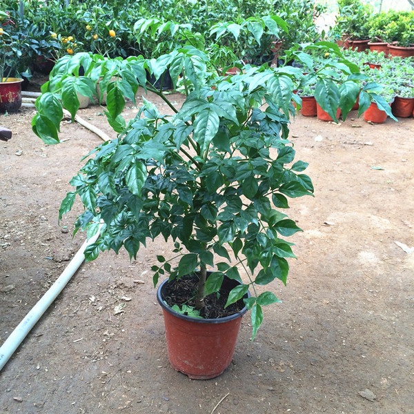 室內大型客廳辦公綠植花卉盆栽 觀葉綠色植物 幸福樹 綠寶 吸甲醛