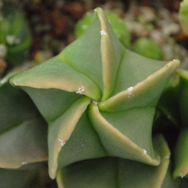 鸾凤玉 仙人球龟甲 多肉植物办公迷你植物盆栽 五角星 实生4cm