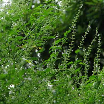 新鮮草藥現採痱子草 熱痱草 山蘇麻 野香薷 姜芥四方草 順豐500克