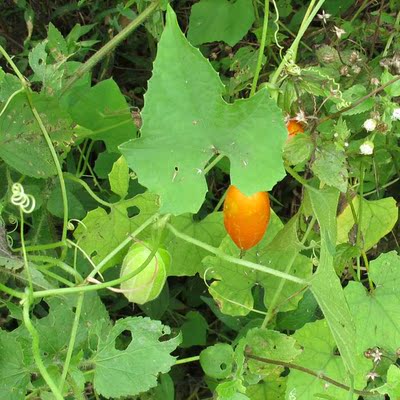 5斤包邮新鲜现采野生中草药瓜蒌 栝楼 鸭屎瓜 天花粉 泽冶 天圆子