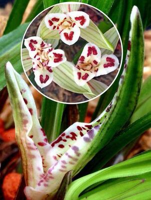 云南原生下山室内兰花苗阳台花卉盆栽莲瓣兰【大唐凤羽】特价包邮