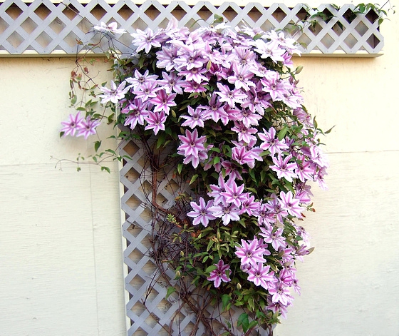 铁线莲&ldquo;繁星&rdquo;nelly moser 一年盆栽苗