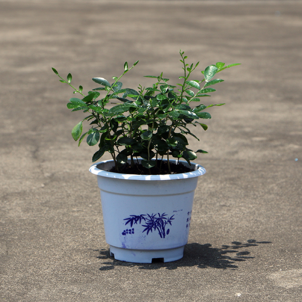 室内盆栽桌面小盆栽 花木九里香小苗盆栽室内客厅植物花卉盆景