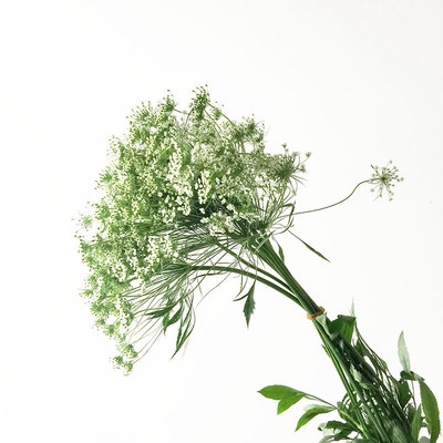 满99包邮蕾丝花鲜花批发云南昆明配花鲜切花家用婚礼家庭插花速递