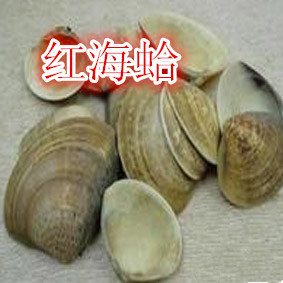 中药材红海哈 蛤壳 海蛤壳 文蛤 红海蛤 500克中草药