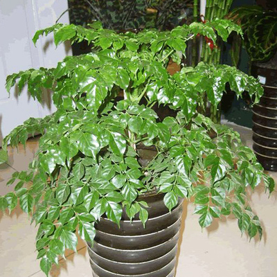 盆栽花卉 幸福树 平安树 小盆栽 办公室摆放 常绿室内 办公室绿