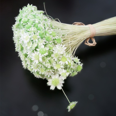 永生花小星花迷你小星花保鲜花干花永生花花材diy礼盒配材