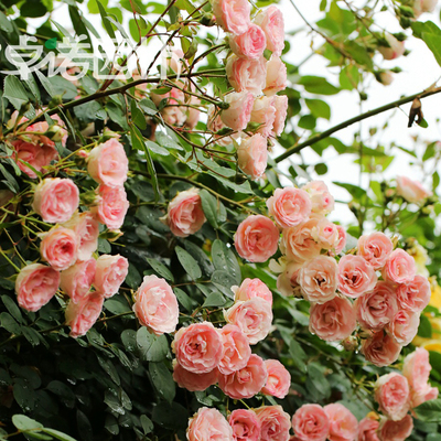 藤本伊甸园系列 迷你四季开花小伊甸园藤灌小伊月季花苗 多头能开