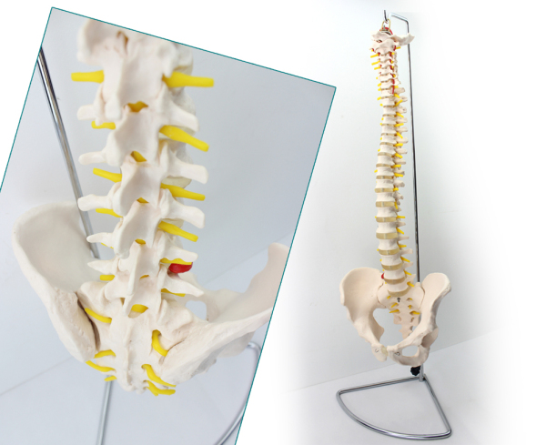 enovo頤諾正品歐洲版人體脊柱1:1脊椎頸椎胸椎腰椎骨盆正骨模型