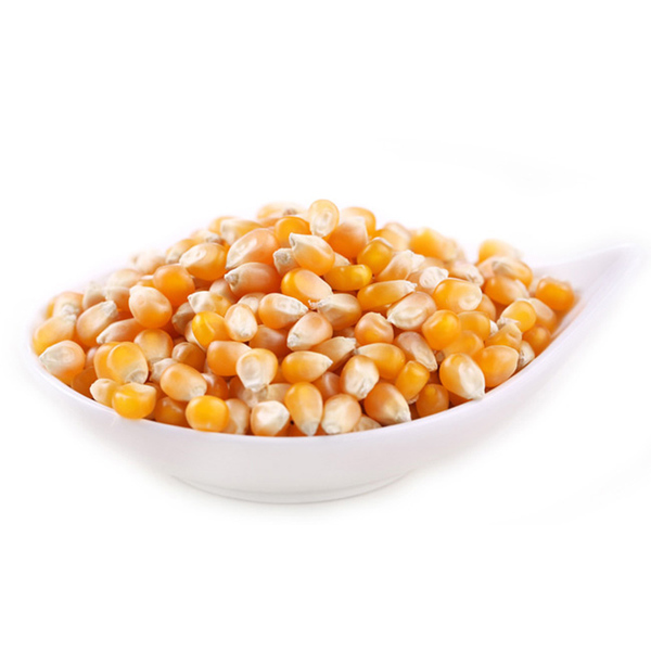黑龙江 非转基因 爆米花专用 小玉米粒 干玉米粒爆裂玉米500g