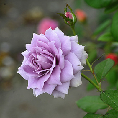 玉藻月季苗蓝色系独特花型庭院多花绿植盆栽四季开花缤纷花都包邮