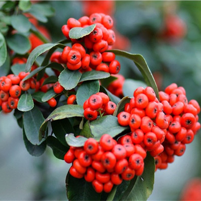 火棘树苗 满树红果 观果植物火棘工程苗 绿化环境 做篱笆