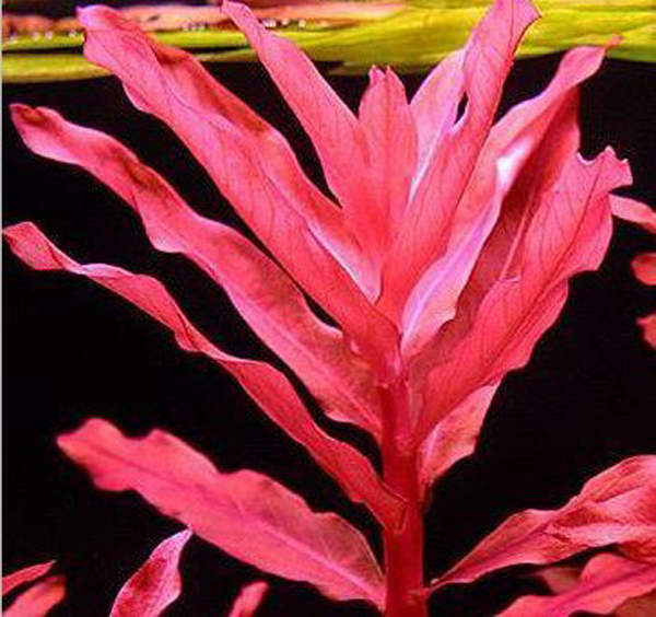 大红柳 水草 满59包邮 100%水下叶