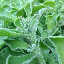 新鲜非洲冰草 送沙拉酱 新鲜冰 菜新鲜高端食材 沙拉蔬菜-淘宝网全球