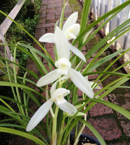 兰花苗建兰白雪公主 素色庭院阳台景观绿植花卉植物好养易活