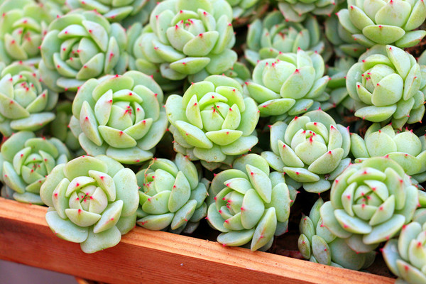 {夏小姐}多肉植物 韩国进口静夜周正无徒长已修根一物一拍