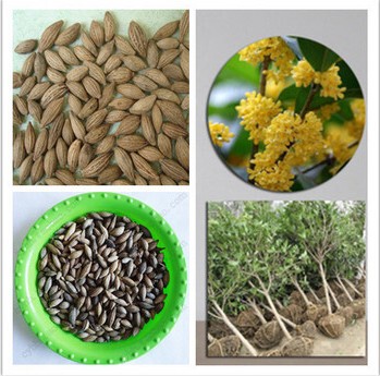 盆栽花卉桂花树种子 丹桂日香桂沉香桂金桂朱砂桂已沙藏催芽包邮