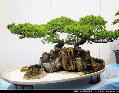 苏派盆景制作技术资料/苏派盆景教程/苏派盆景技术大全(8书)