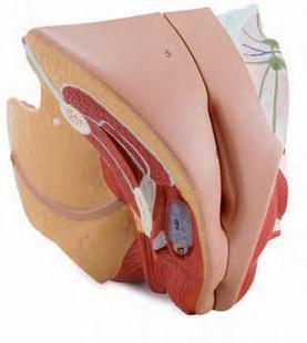 女性生殖器官解剖模型 计划生育用品