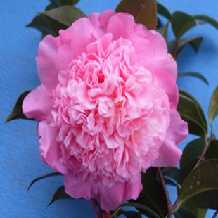 美国进口品种特大花千层瓣茶花(珍妮),花比碗大 3-4公分