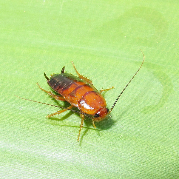 樱桃蟑螂‖幼体0.4-0.6cm‖1元10只,五元起拍