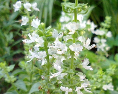 香草系列,焕金香(九层塔),一碰会手上留香,可作为香菜食用