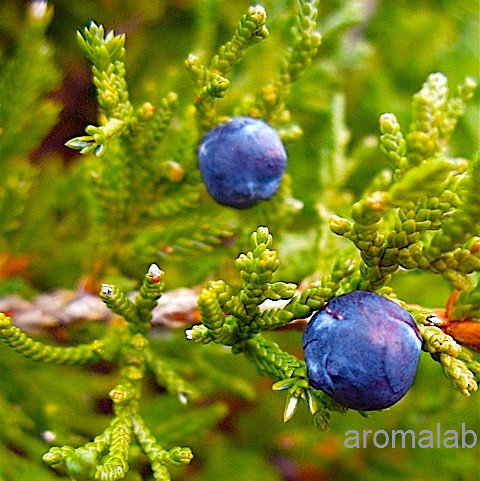 aromalab 欧洲刺柏/杜松籽 精油 juniper berry 5ml