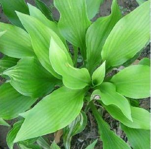 盆栽植物 青葉玉簪 宿根花卉白玉簪 花葉玉簪 一元/棵