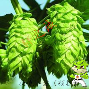 捷克萨兹啤酒香花颗粒(saaz pellets) 啤酒花颗粒 自酿啤酒原料