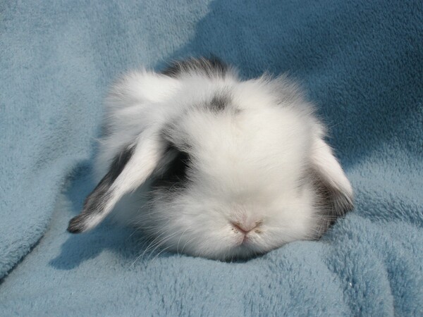 宠物兔 垂耳兔宝宝 荷兰垂耳兔纯种 迷你垂耳兔活体 长毛折耳兔