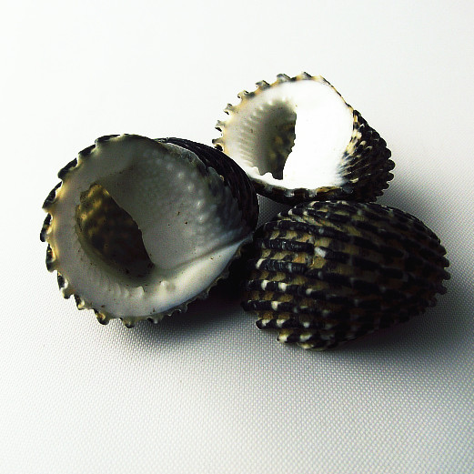 单齿刺岩螺贝壳海螺珊瑚地台家居装饰收藏鱼缸地中海工艺品1cm